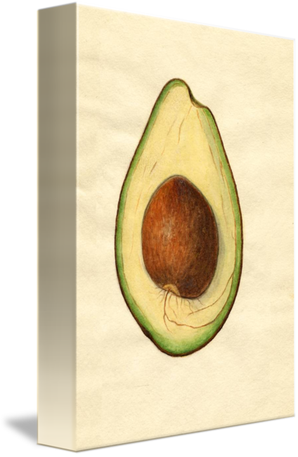Vintage Illustration Of An Avocado By Alleycatshirts - Drawing (424x650), Png Download