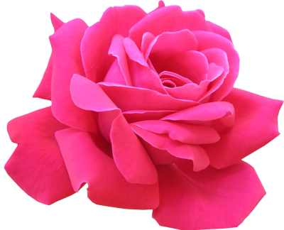 Pink Rose - Pink Rose Image Png (400x324), Png Download