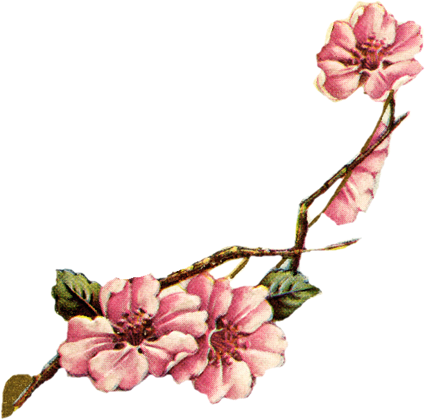 Watercolour Free Flowers Clip Art Coloring 18f April - Vintage Botanical Cherry Blossom (672x619), Png Download