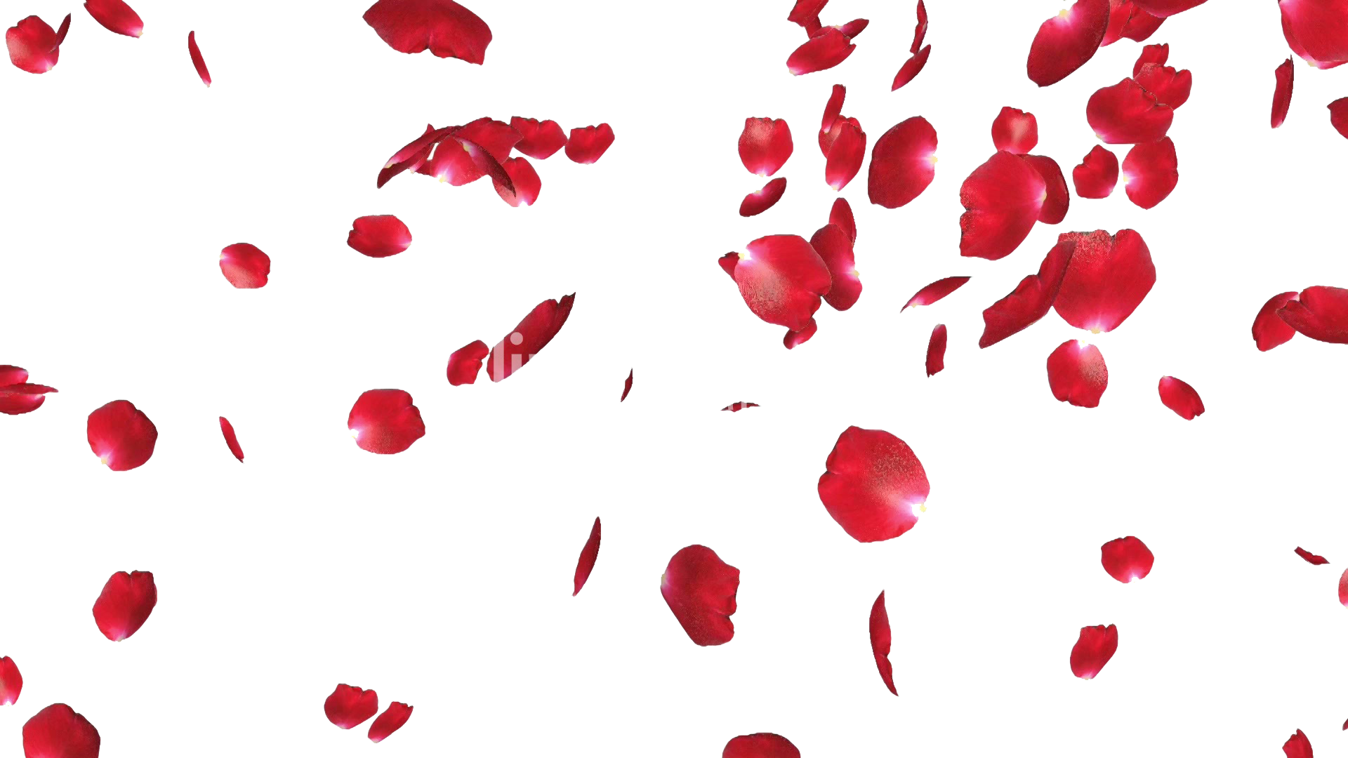 Rose Petals Png File - Rose Petals Transparent Png (1920x1080), Png Download
