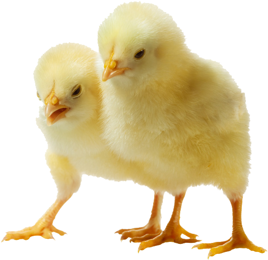 Download Amazing High-quality Latest Png Images Transparent - Png Image Of Chicks (650x600), Png Download