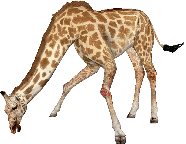 West African Giraffe - West African Giraffe Png (606x606), Png Download