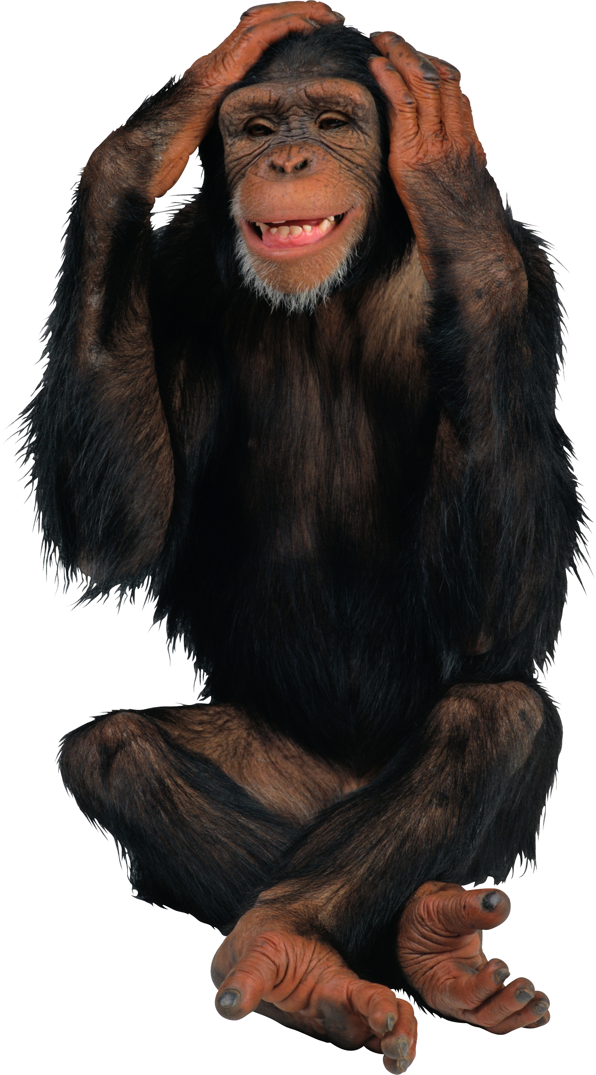 Download Monkey Png Full Size Png Image Pngkit
