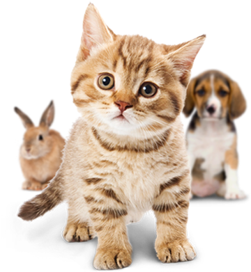 Small Cute Cat Png (371x404), Png Download