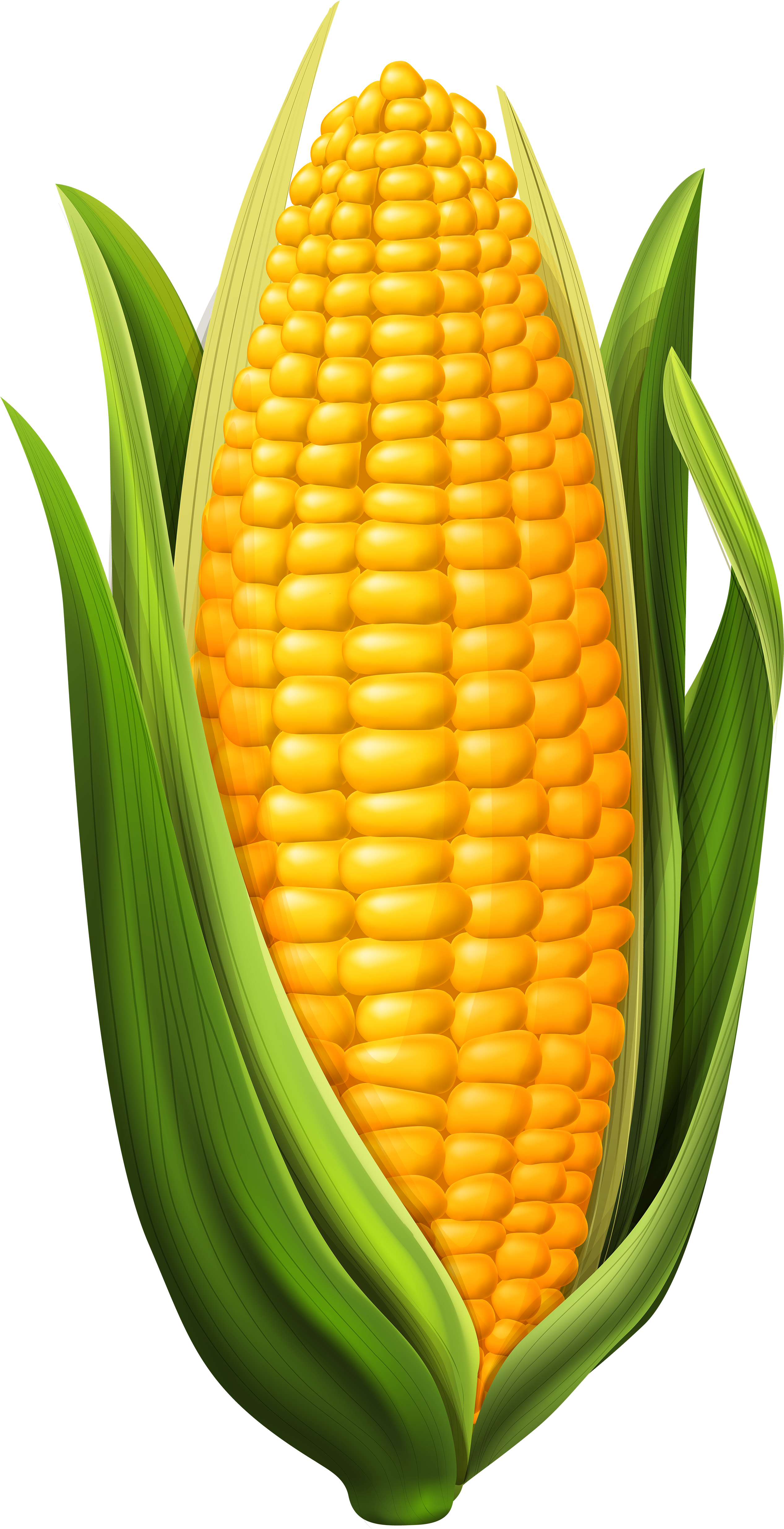 Corn Png Clip Art Image - Corn On The Cob Clipart (2613x5000), Png Download