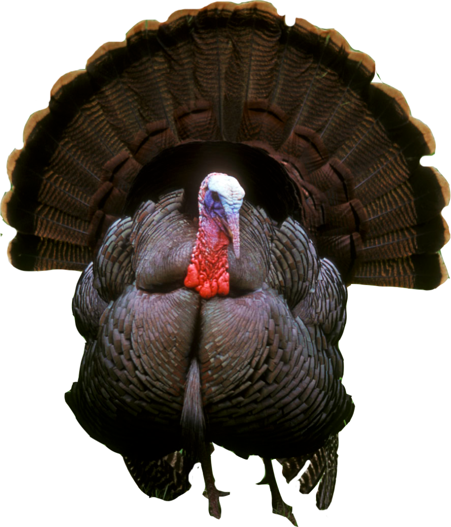 Turkey Png Photos - Turkey Png (876x1024), Png Download