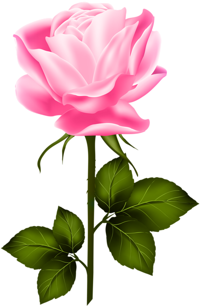 Shabby Chic Flowers, Hybrid Tea Roses, Single Rose, - Yellow Rose With Stem (393x600), Png Download