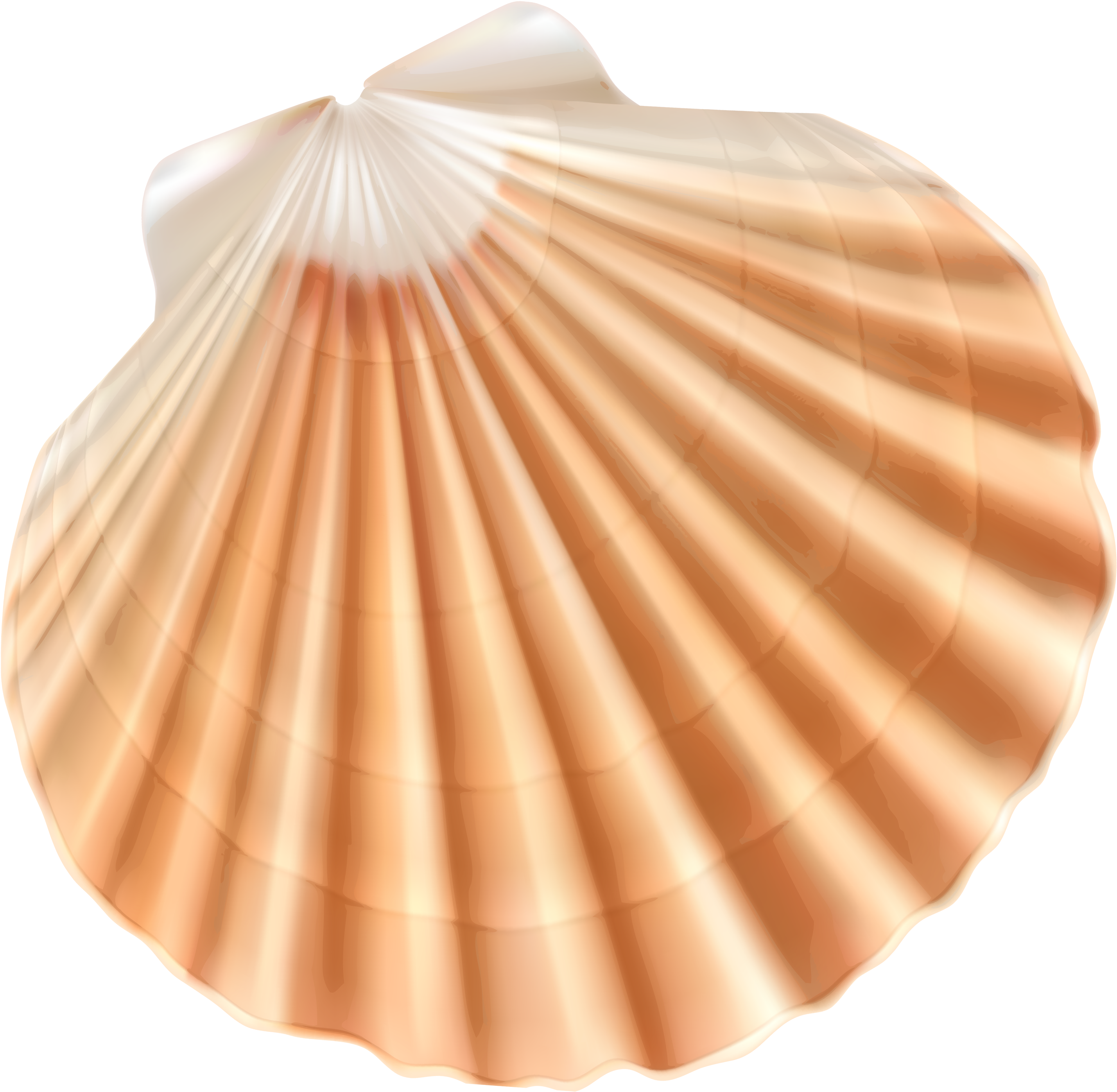 Sea Shell Png (3000x2829), Png Download
