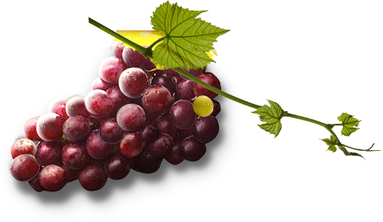 Grape Png Image Download, Free Picture - Skin (537x312), Png Download
