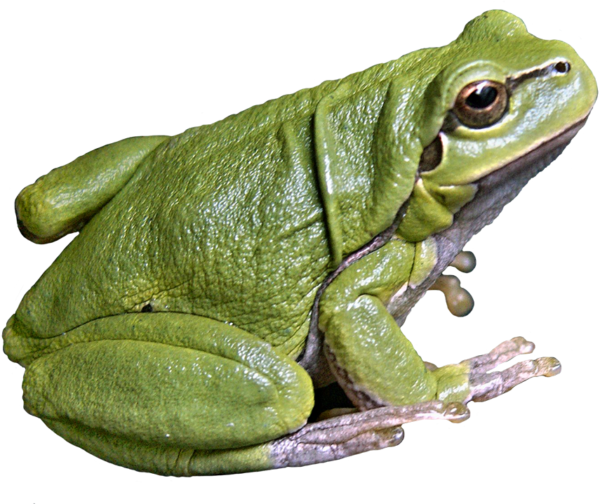 Frog Png Svg Freeuse Library - Eastern Spadefoot (945x720), Png Download