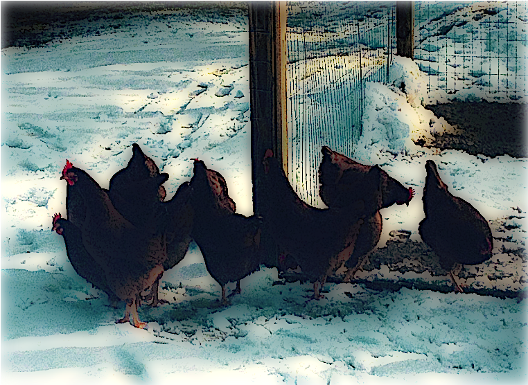 On Preparing Your Backyard Chickens For The Winter - Flock (852x644), Png Download