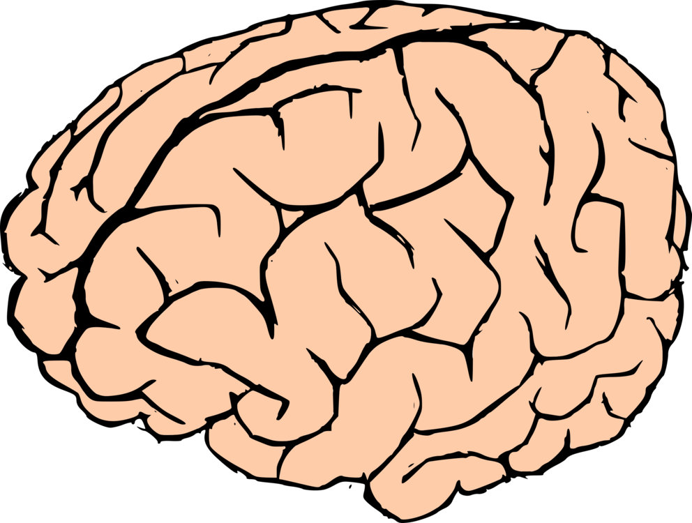 Brain - Brain Clipart No Background (800x604), Png Download