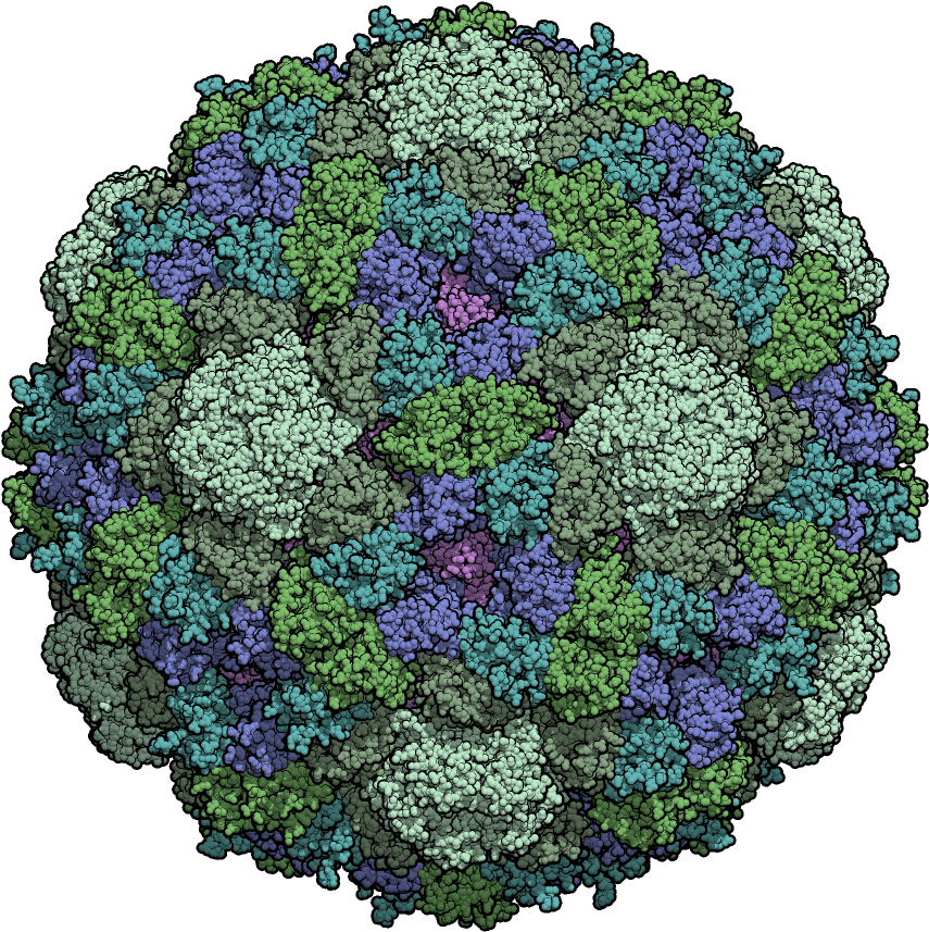 Phi X 174 Procapsid - Portable Network Graphics (1024x1024), Png Download