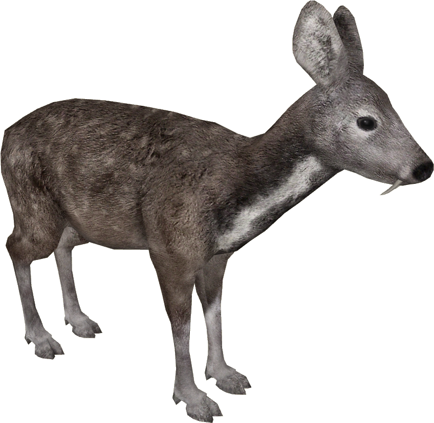 Siberian Musk Deer - Zoo Tycoon Japanese Serow (847x847), Png Download