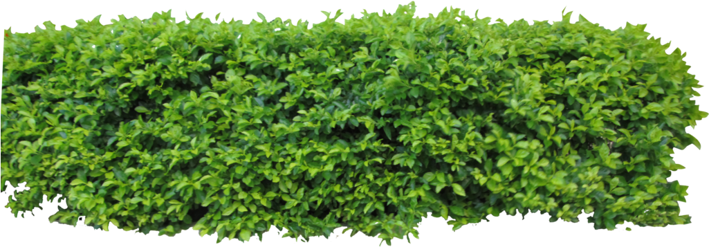 By Owhl Stock On Clip - Hedge Top View Png (1024x385), Png Download