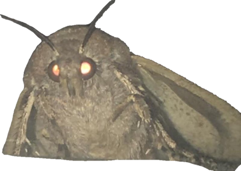 Get In Quick Before It Dies - Moth And Lamp Meme (800x569), Png Download