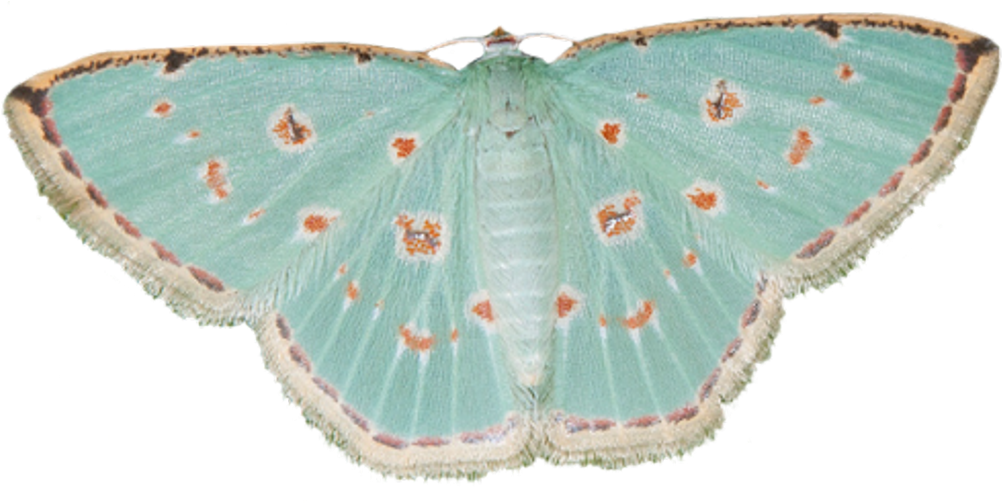 5 - Moths Transparent (500x245), Png Download