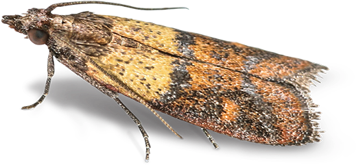 Pantry & Birdseed Moths - Indian Meal Moth (560x400), Png Download