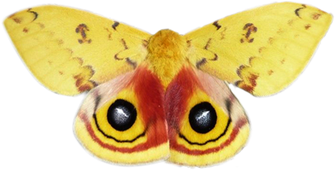 National Moth Week Is Only 1 Day Away Thanks To Fran - National Moth Week Mug (504x360), Png Download