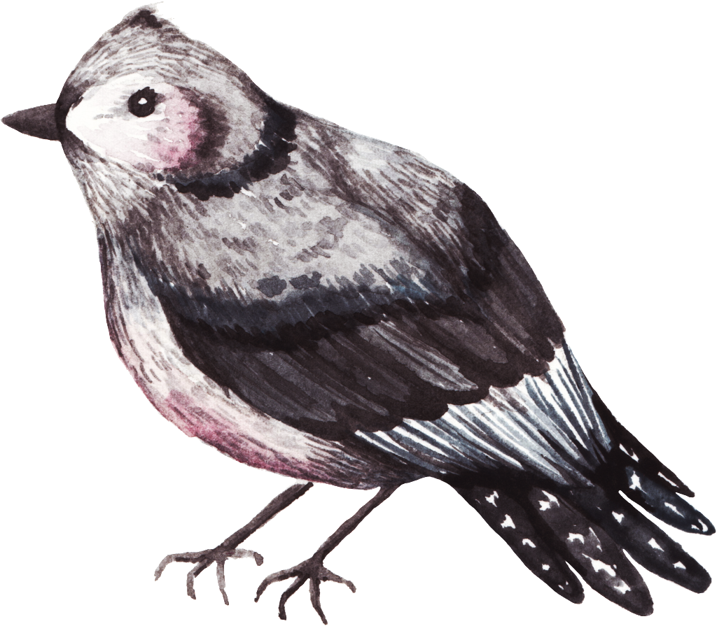 Delicate Watercolor Bird Decoration Transparent - Watercolor Painting (1024x895), Png Download