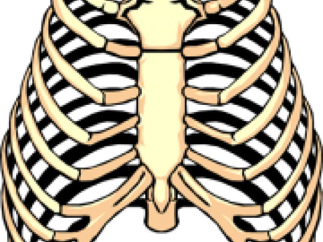Rib Clip Art Png (640x480), Png Download