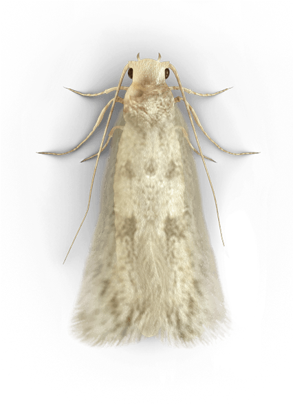 Moth Transparent (425x600), Png Download