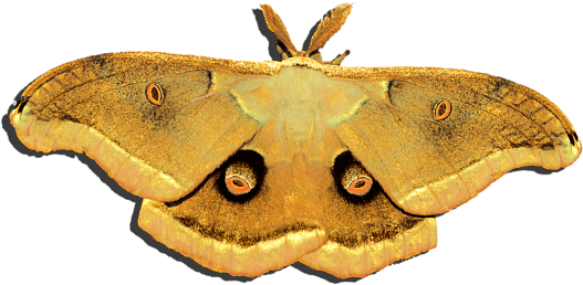 Click And Drag To Re-position The Image, If Desired - Lepidoptera (600x480), Png Download