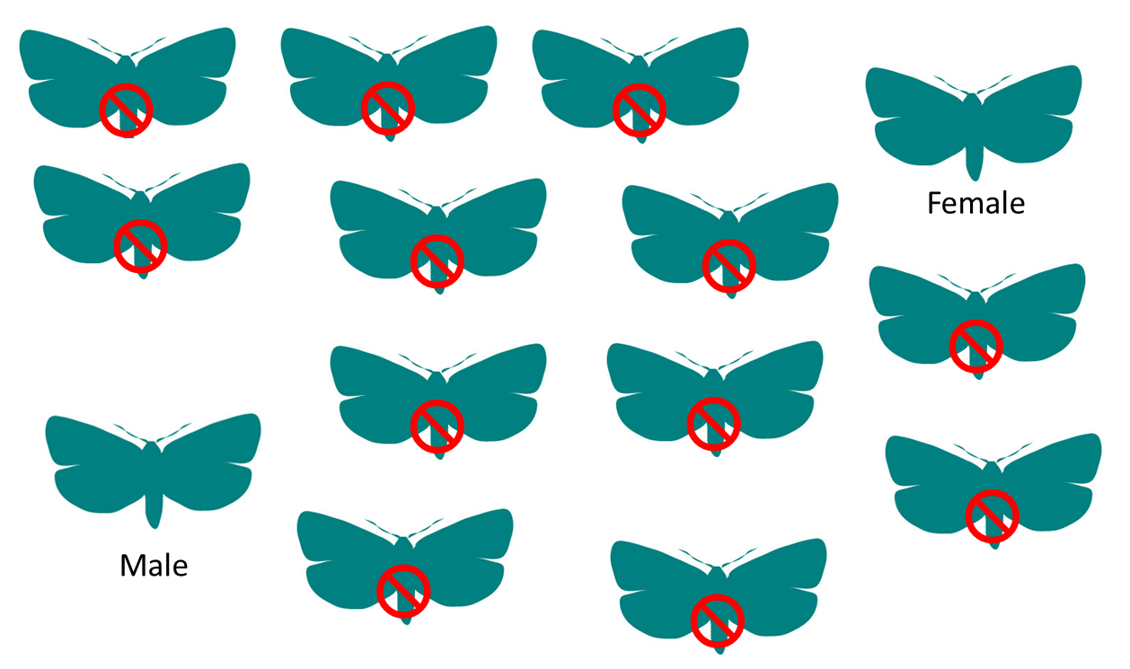 Sit Example - Sterile Insect Technique (1257x791), Png Download