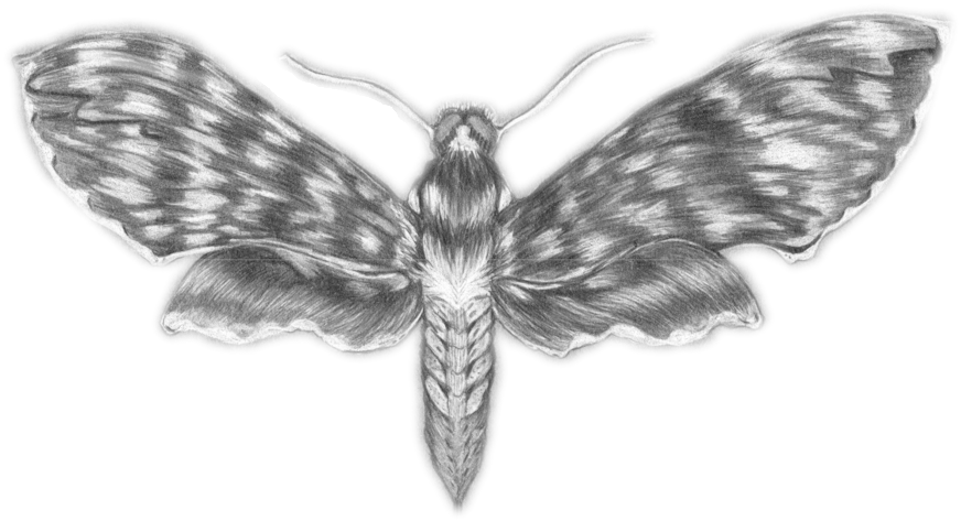 Moth - Portable Network Graphics (1000x751), Png Download