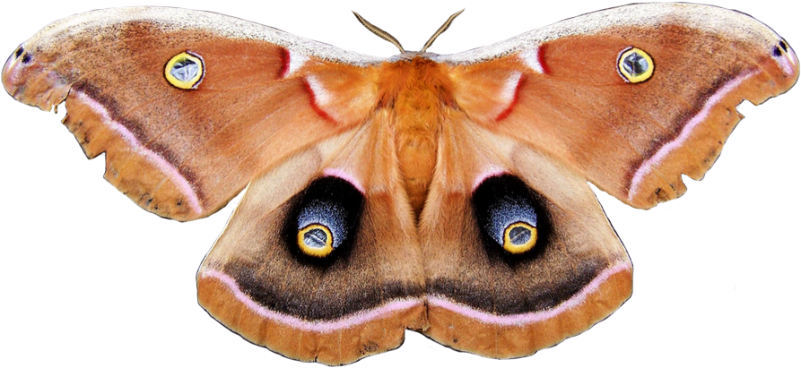 “polyphemus Moth - Polyphemus Moth Png (903x467), Png Download