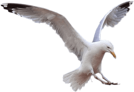 Birds - Gaviota Png (461x312), Png Download