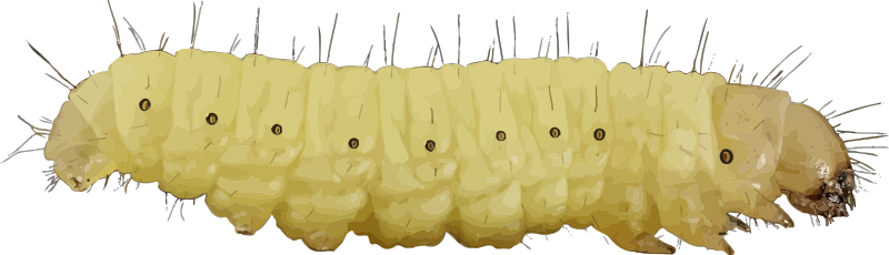 Caterpillar Png - Larvae Clipart (800x230), Png Download