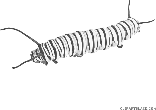 Caterpillar Butterfly Clipart - Fuzzy Caterpillar Png Transperent (565x483), Png Download