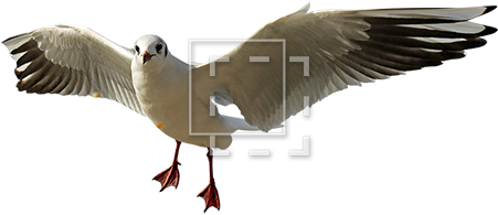 Parent Category - Flight (450x450), Png Download