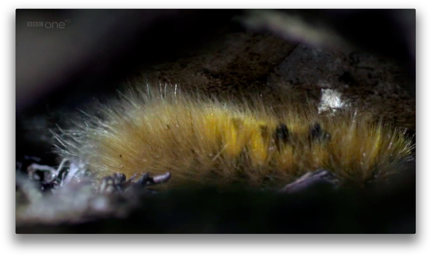 Caterpillar - Gynaephora Groenlandica (1394x834), Png Download