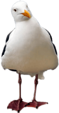 Seagull Tilted Head - Animal Needs: Who's New At The Zoo? (400x400), Png Download