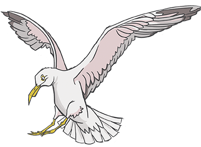 Seagull - Portable Network Graphics (437x330), Png Download