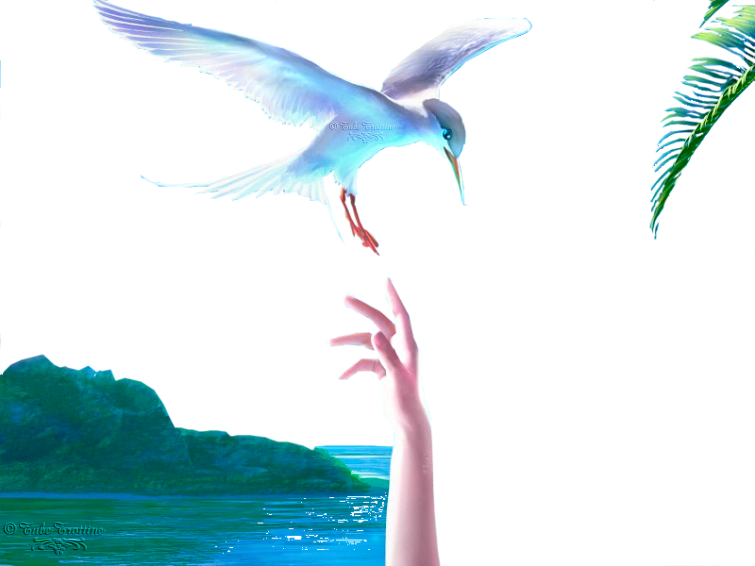 Seagulls - Vitriolum (755x566), Png Download