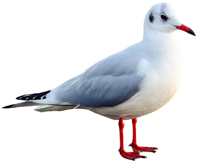 Seagull, Bird, Animal, Water Bird - Kuş Hayvan Resimleri (413x340), Png Download