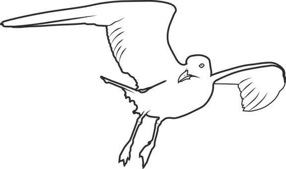 Seagull, Bird, Sea, Seevogel, Birds - Bird (576x340), Png Download