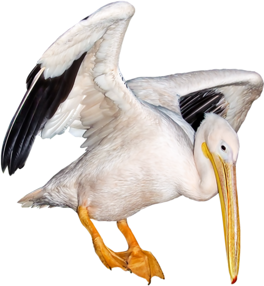 Seagull White Polyvore Moodboard Filler Animal Bird - Bird (600x639), Png Download
