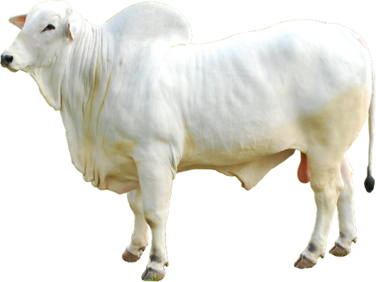 Boi Nelore Png (530x398), Png Download