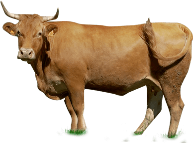 Boi Em Png - Gado Png (448x312), Png Download