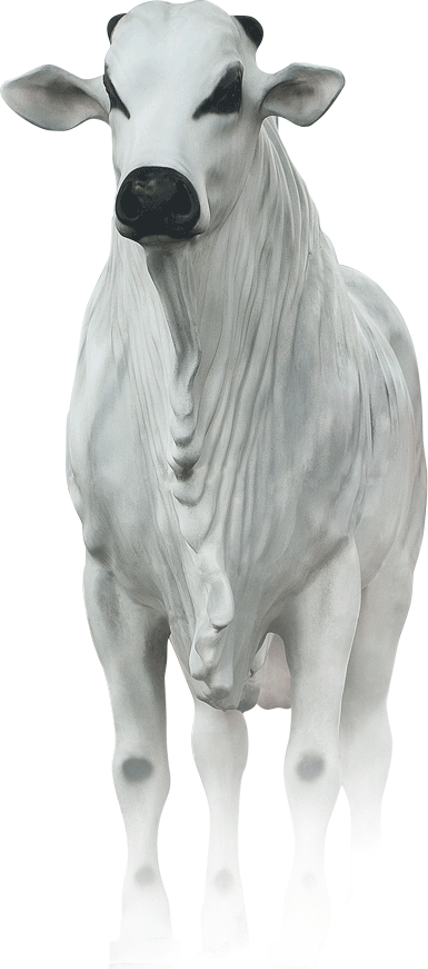 Boi - Livestock (385x871), Png Download