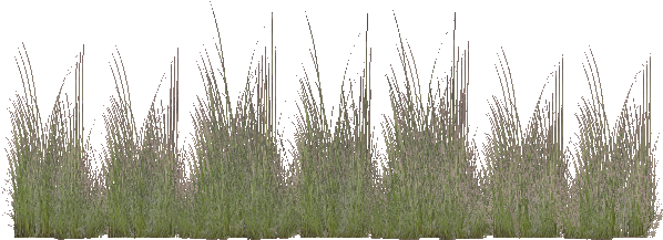Coastal Grass 2 - Wiki (609x484), Png Download