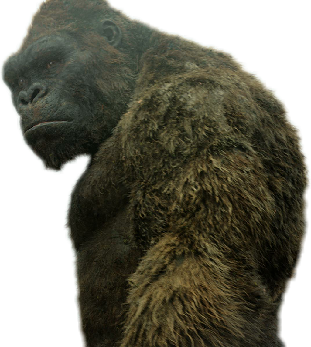 King Kong Png (1024x1144), Png Download