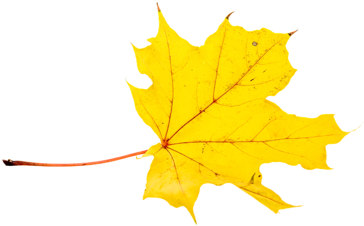 Autumn, Leaves, Leaf, Png, Transparent, Fall Color - Transparent Fall Maple Leaves Clipart (960x640), Png Download