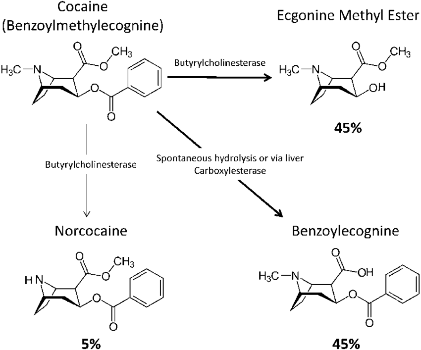 Three Primary Pathways Of Cocaine Metabolism And The - Cocaine Metabolism (850x707), Png Download