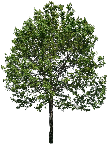 Related Wallpapers - Fraxinus Excelsior Png (600x672), Png Download