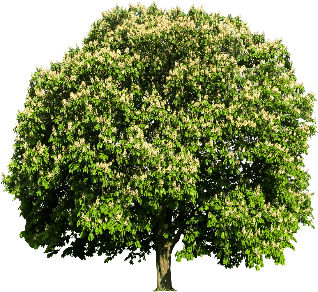 Arbol De Castaño - Parsley Flakes (1193x1280), Png Download